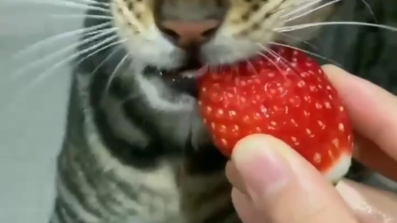 strawberry cat