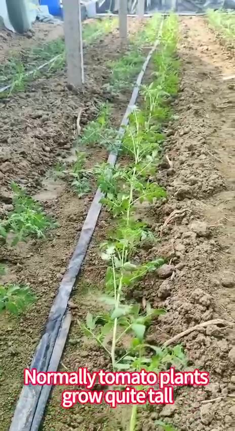 Tomato Gardening Hack