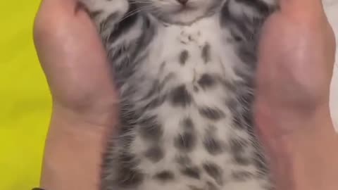 Lovely cutie cat
