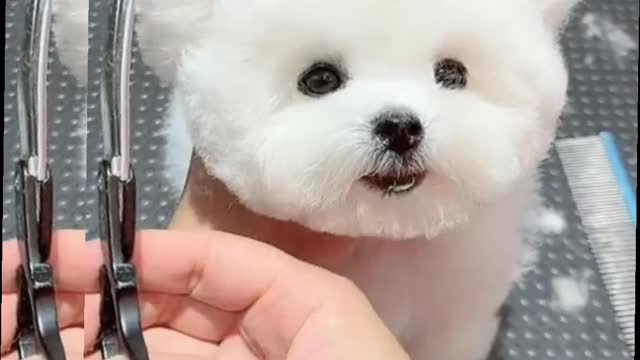 White dog , OMG Soo cute a dog .funny pets