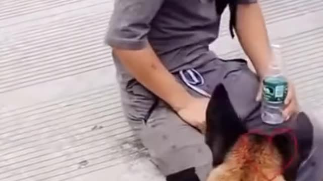 Smart Dog Saves A Man | Cute Dogs Best Video