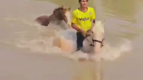 Horse is crossing the river