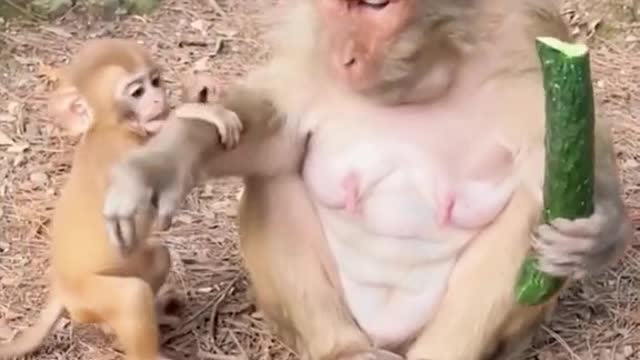 monkey reaction see how monkey eat