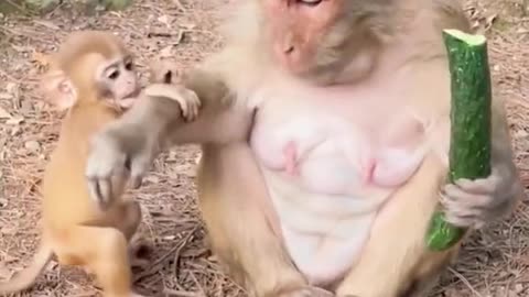 monkey reaction see how monkey eat