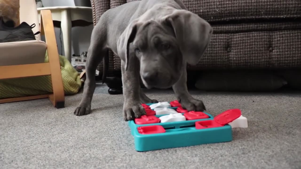 CANE CORSO PUPPY IS A GENIUS! The Best Mental Stimulation For Intelligent Dogs!