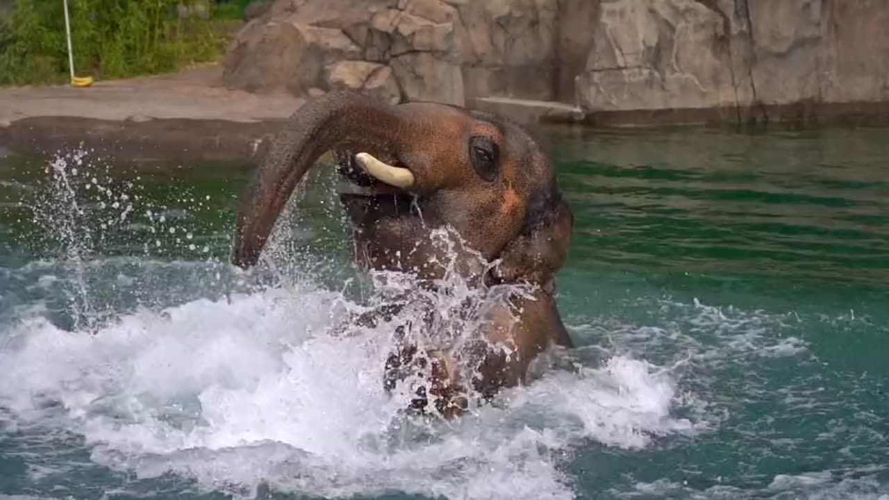 elephant playing in the water