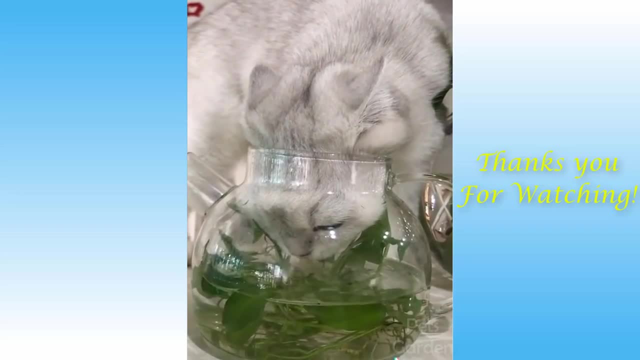 Funny Cats Video Compilation 2021