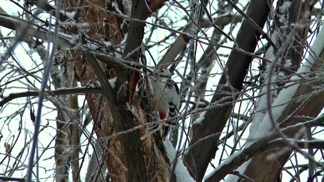 woodpecker bird 2