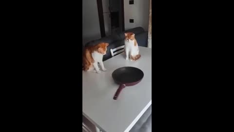 Funny cats videos