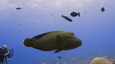 Above___Below_Palau_Dive_Trip_-_Relaxed