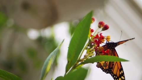 Monarch butterfly 🦋 closeup