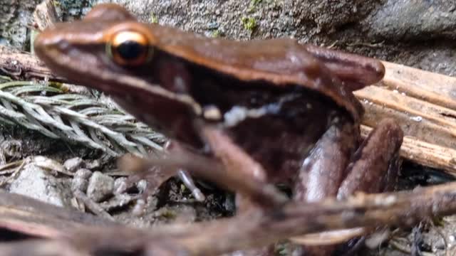 short video of frog. best video of frog.
