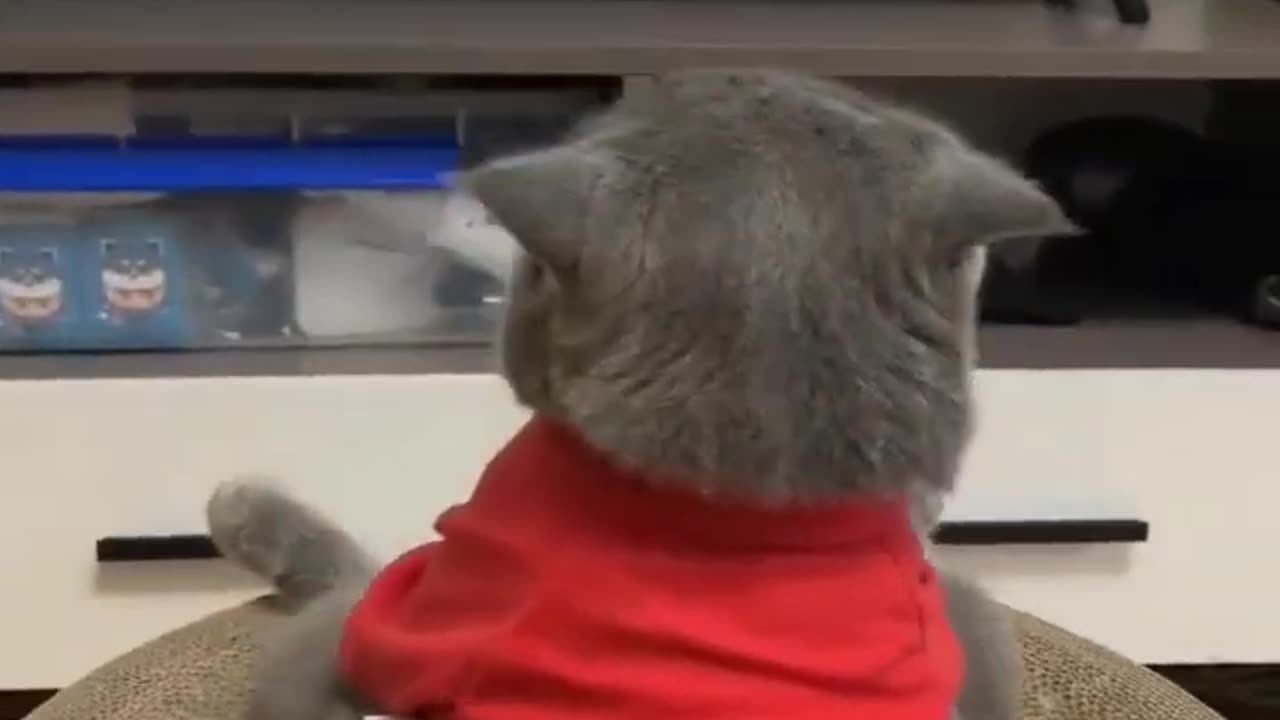 Funny cats part 19,funny animals,funny video,very funny,cute cat