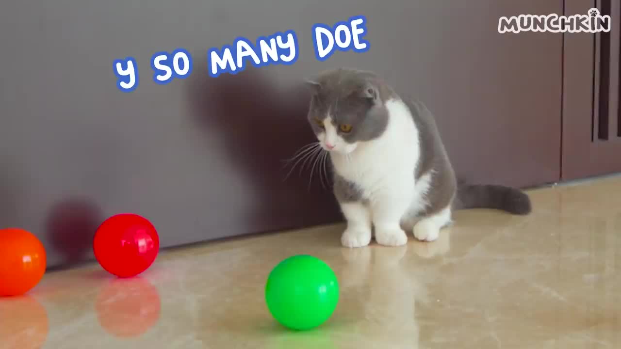 Do Cats Like Ball Pits? | Compilation