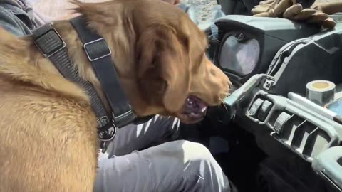 Farm Dog Escapes Charging Cattle