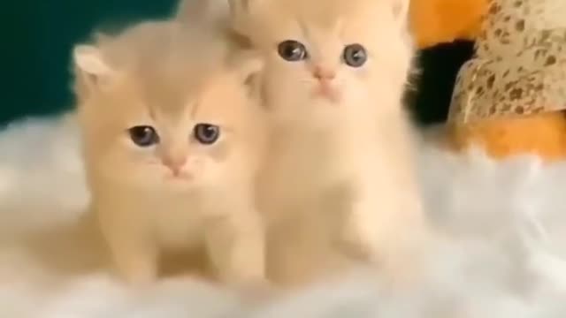 Cute and Funny