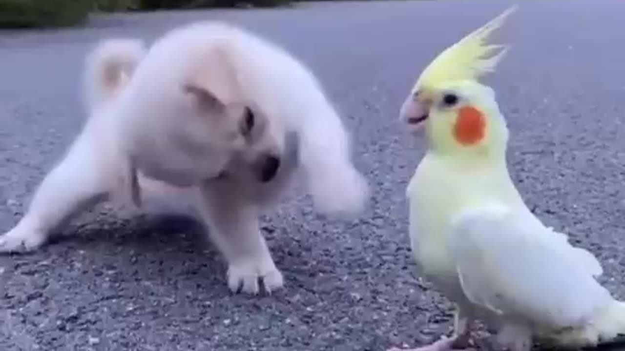 cute dog🐕 and birds love❤ ,...funny videos