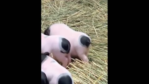 Cute Baby Animals Videos Compilation | Funny and Cute Moment of the Animals