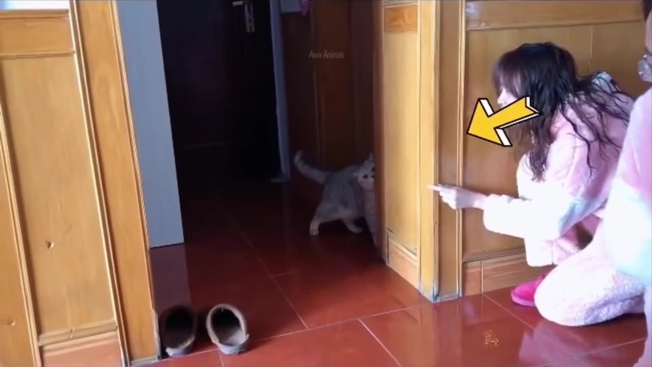 Baby Cats || Funny Cat Videos ||