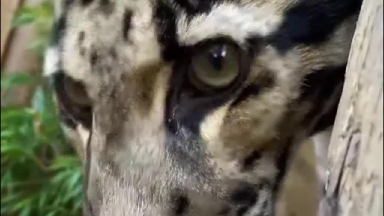 Cute animals 🥰🥰