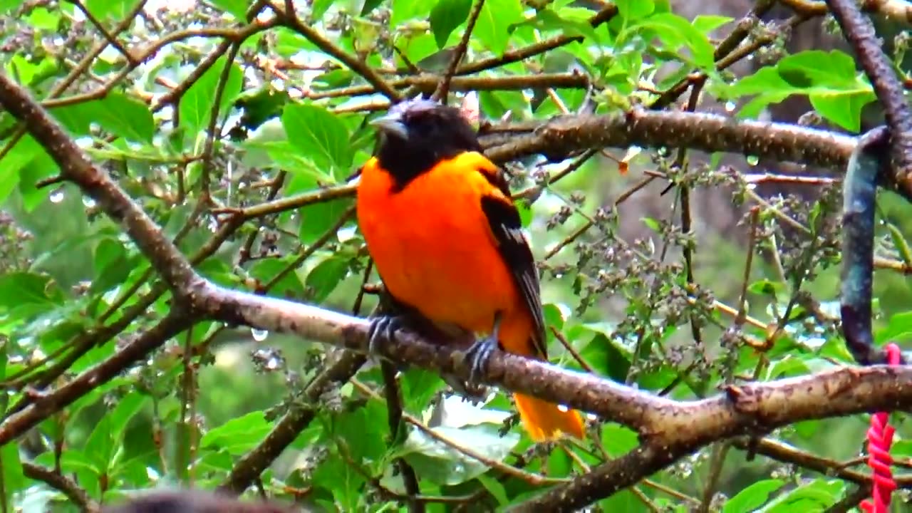 Oriole