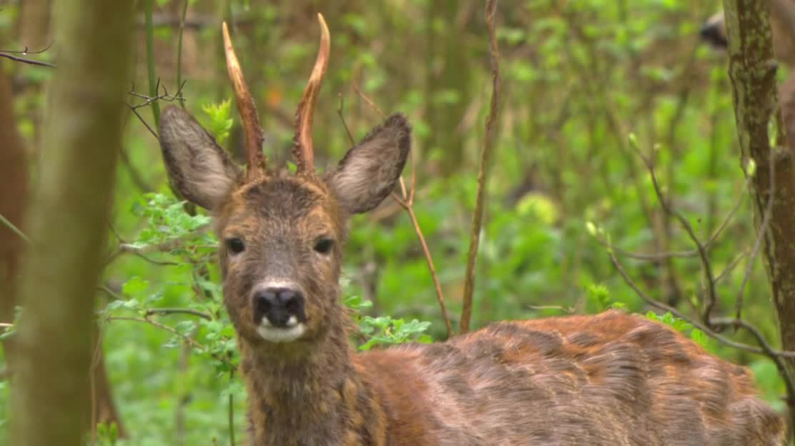 The roe deer is not afraid of the fox