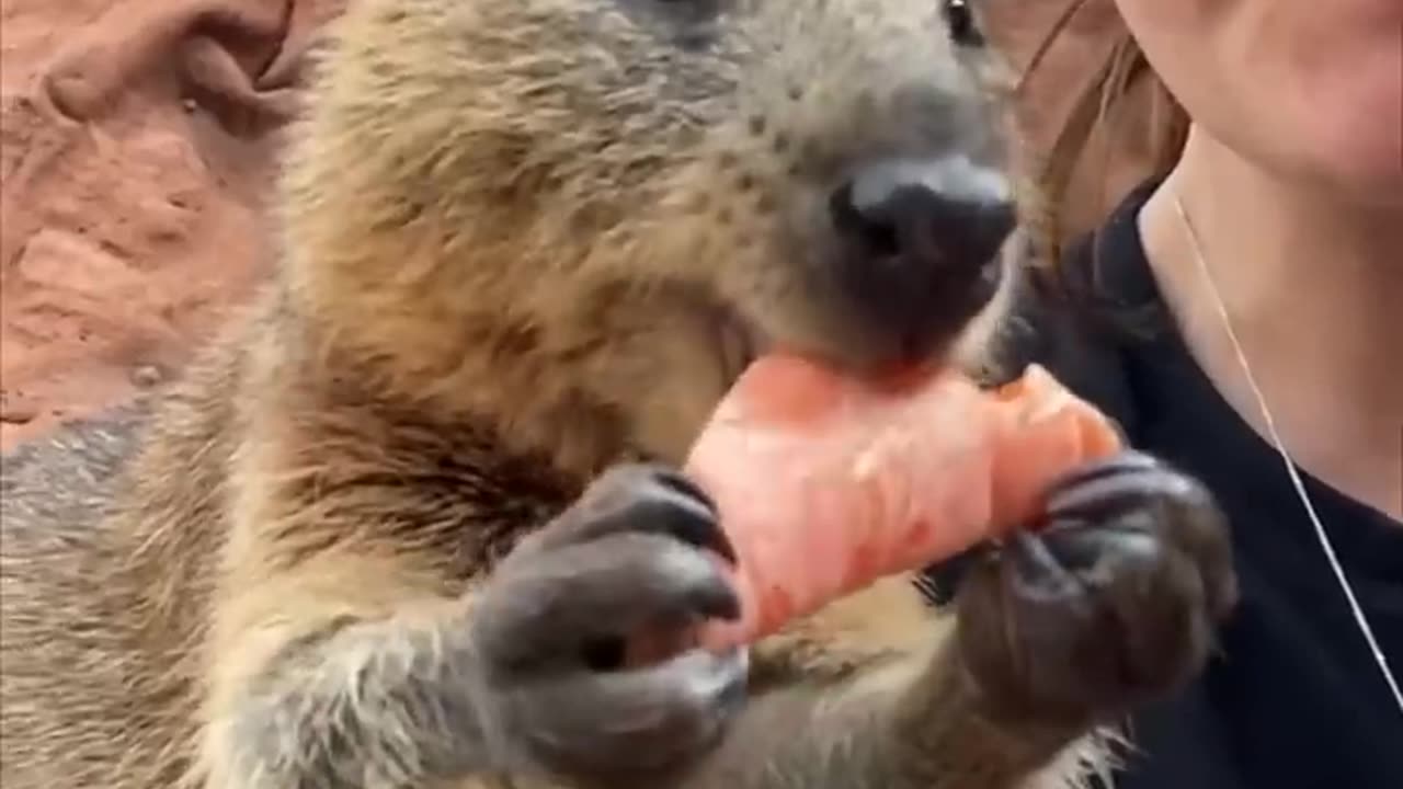 Funny Animals Compilations 65