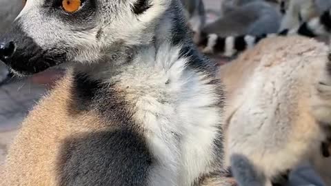 lemurs