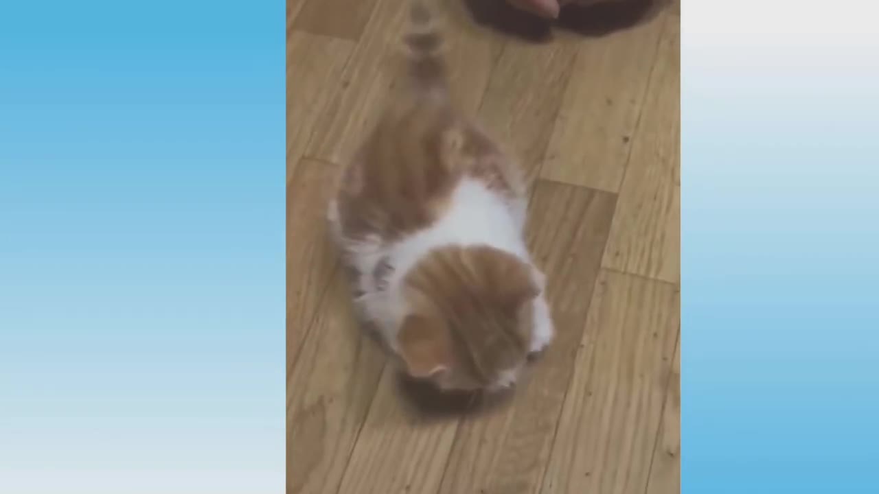 FUNNY ANIMAL PET VIDEO - Very lovely and funny pets _ Amazing animals