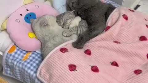 Cute cat family _ sleeping time 🤩