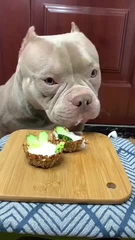 Dog Eating Video / Dog Funny Video