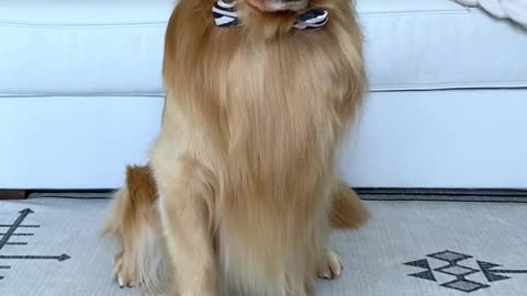 My Dog Picks His Son's Name