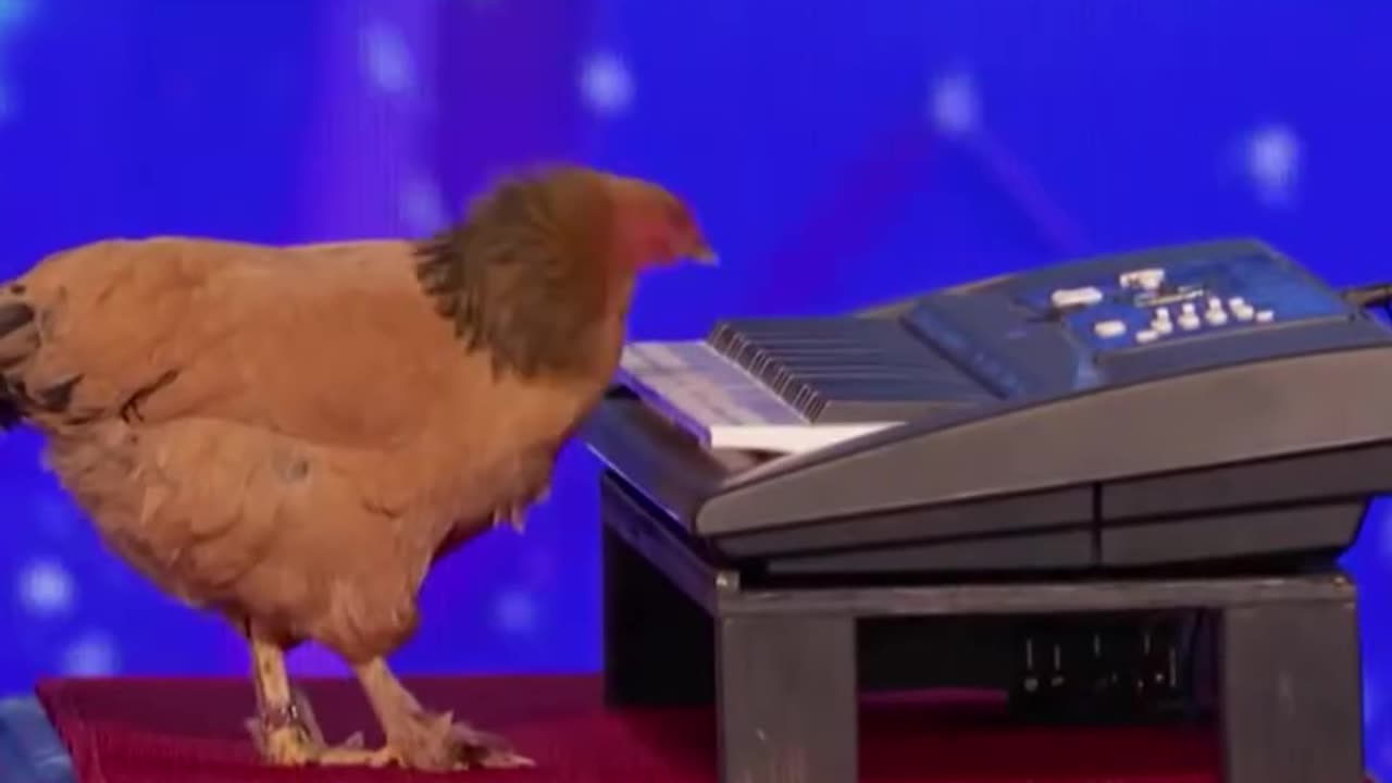 Chicken play piano