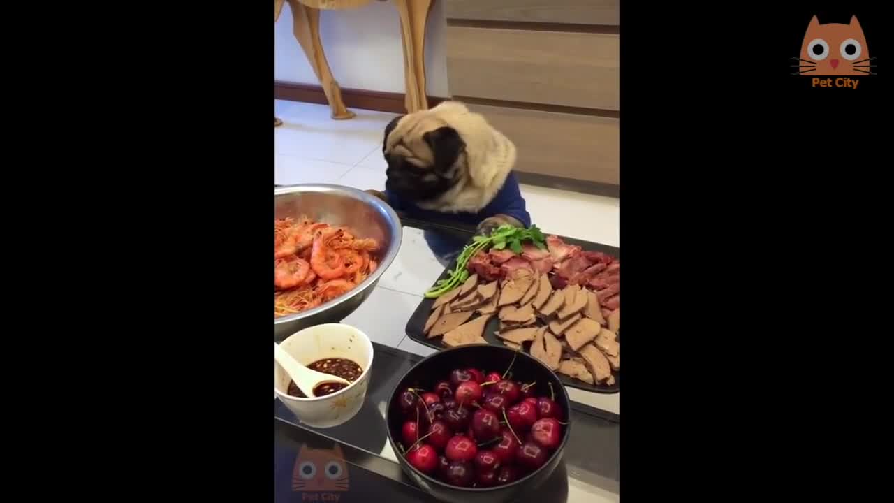 Trate de noTrate de no reírse - Videos divertidos de gatos y perrodivertidos de gatos y perro