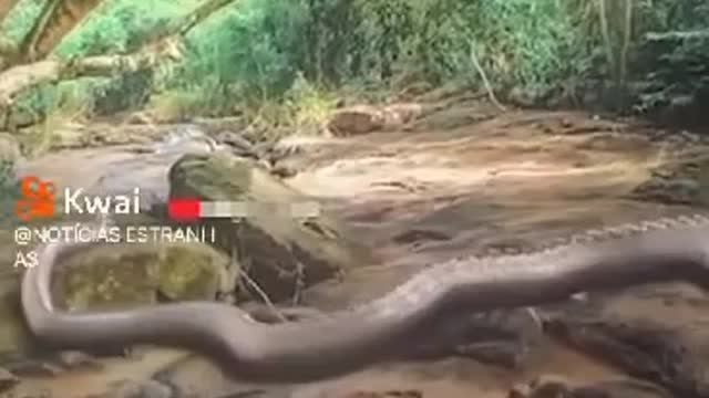 MONITORING CAMERA FILMS CRAWLING DRAGON IN AMAZONAS (BRAZIL) WATCH THE VIDEO AND SHARE