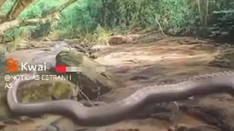 MONITORING CAMERA FILMS CRAWLING DRAGON IN AMAZONAS (BRAZIL) WATCH THE VIDEO AND SHARE