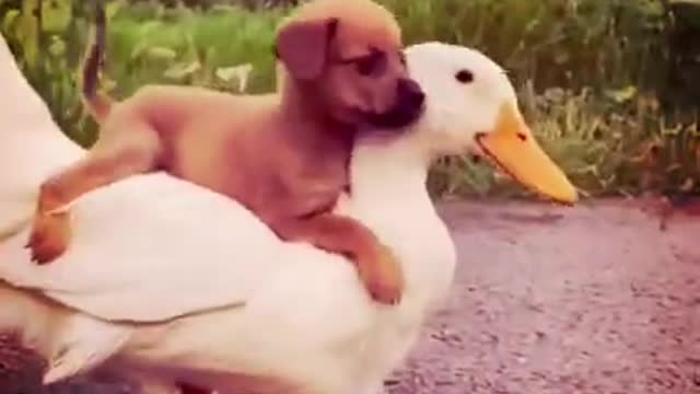 dog and duck together