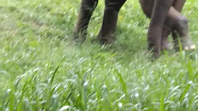 My friend gives mangoes to a wild elephant with a broken leg