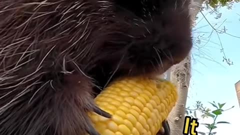 Obsession with corn