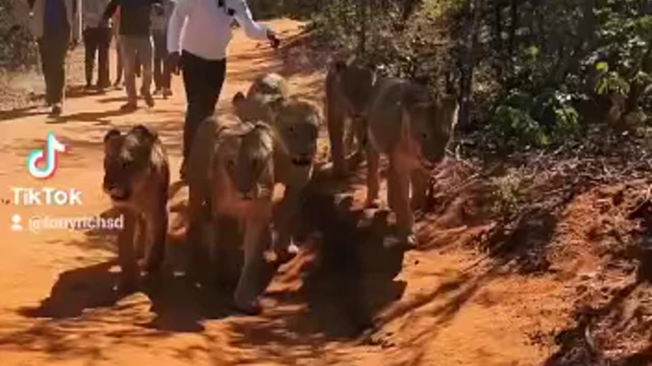 Walking with LOINS