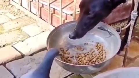 Animal funny moments