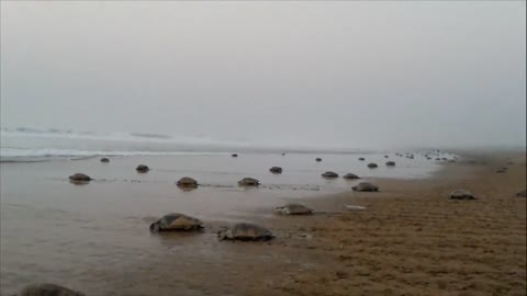 7 of the world's largest turtles - 6 of which can be found in Indonesia