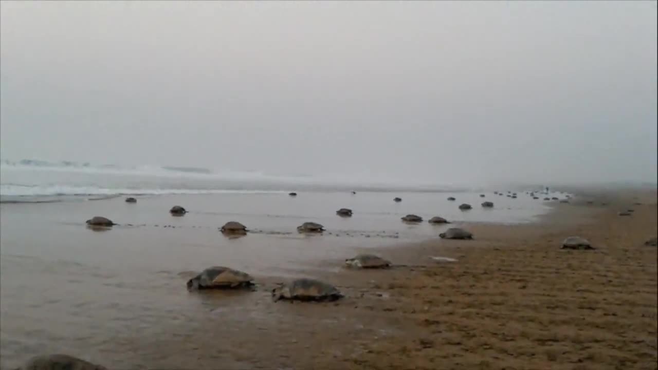 7 of the world's largest turtles - 6 of which can be found in Indonesia