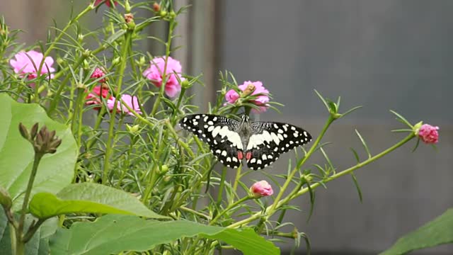 Lime Butterfly