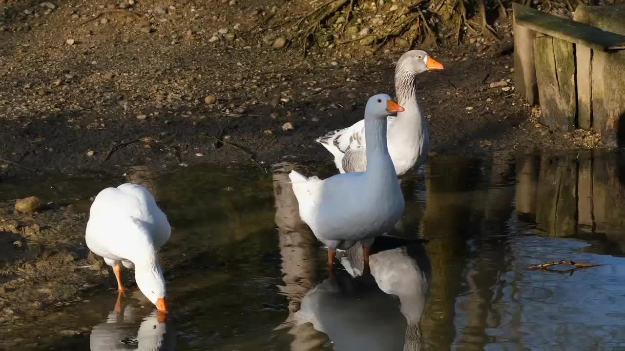 Water Bird duck