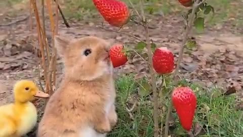 Bunny eating Strawberries