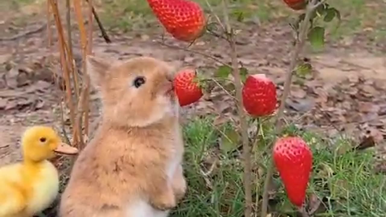 Bunny eating Strawberries