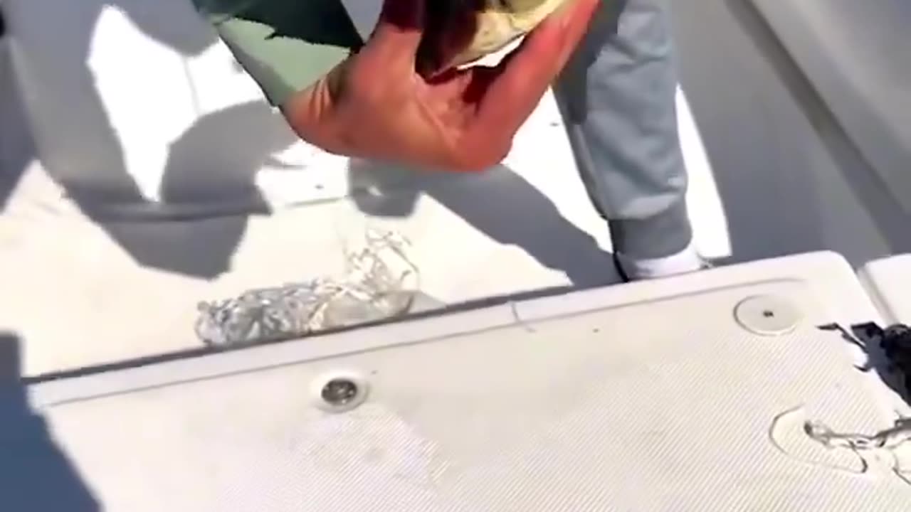 Freeing a turtle from a fishing net entanglement