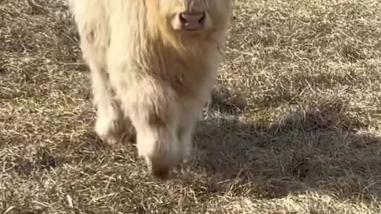 Cute highland cow #cow