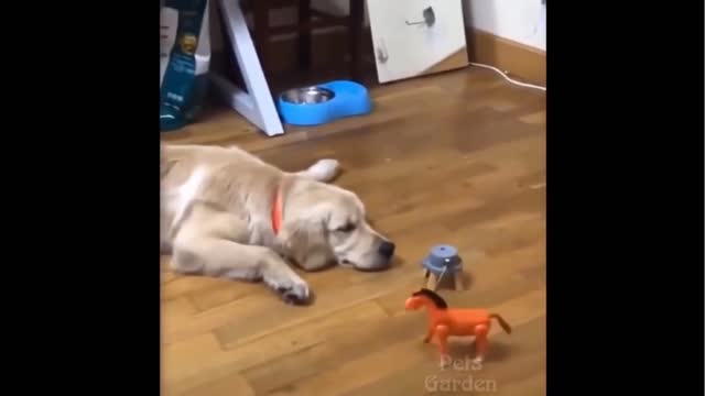 the funniest animal videos - try not to laugh with these videos